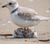 Plover logo