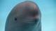 smiling dolphin logo