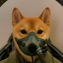 bombardog