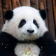 HUA HUA | 花花 logo