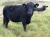 Black Cow logo
