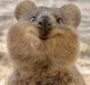 QUOKKA