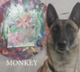 Dog Picasso logo
