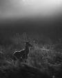 STAG