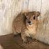 Screaming Hyrax logo