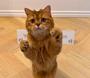 QUANTCAT