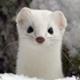 White Mountain Ermine logo