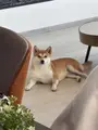 KUMO