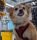 Qubit The Quantum Dog logo