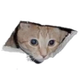 CEILING CAT logo