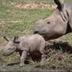 New Born Rhino logo