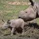 New Born Rhino logo