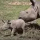 New Born Rhino logo