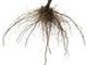 root logo
