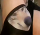WolfWifBallz logo
