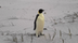 Penguin James Cook  logo