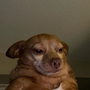 Cheddar
