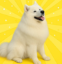 SUNNY