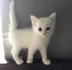White Cat logo