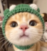 froggycat logo