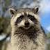 First Convicted Raccoon logo