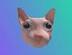 Bingus The Cat logo