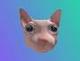Bingus The Cat logo