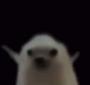 ned