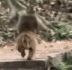 Running Monkey logo