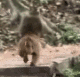 Running Monkey logo