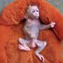 Goonkey