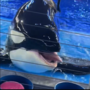 Whorca 