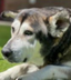 pet of the day logo