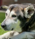 pet of the day logo