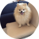 LouieToken logo