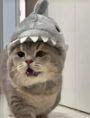 Sharkcat