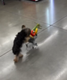 Dog Wif Cart logo