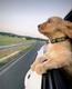 speed dog logo