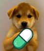 INU