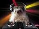 House DJ logo