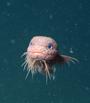 Snailfish