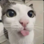 MEOW