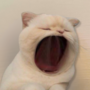 yawn