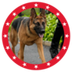 MAGA DOG logo