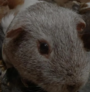 RANDY