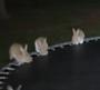 Bunnies