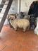 Sheep At My House logo