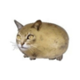 CATATO