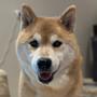 MARU