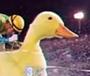 QUACK